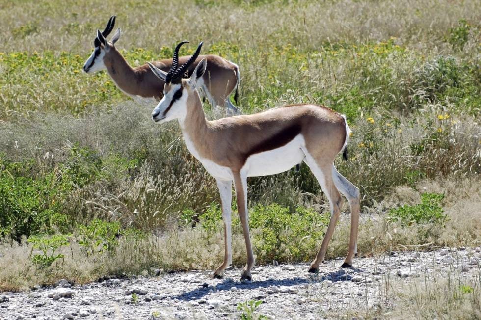 Slik fungerer safarijakt i Afrika | Jaktreiser | JEGER.NO