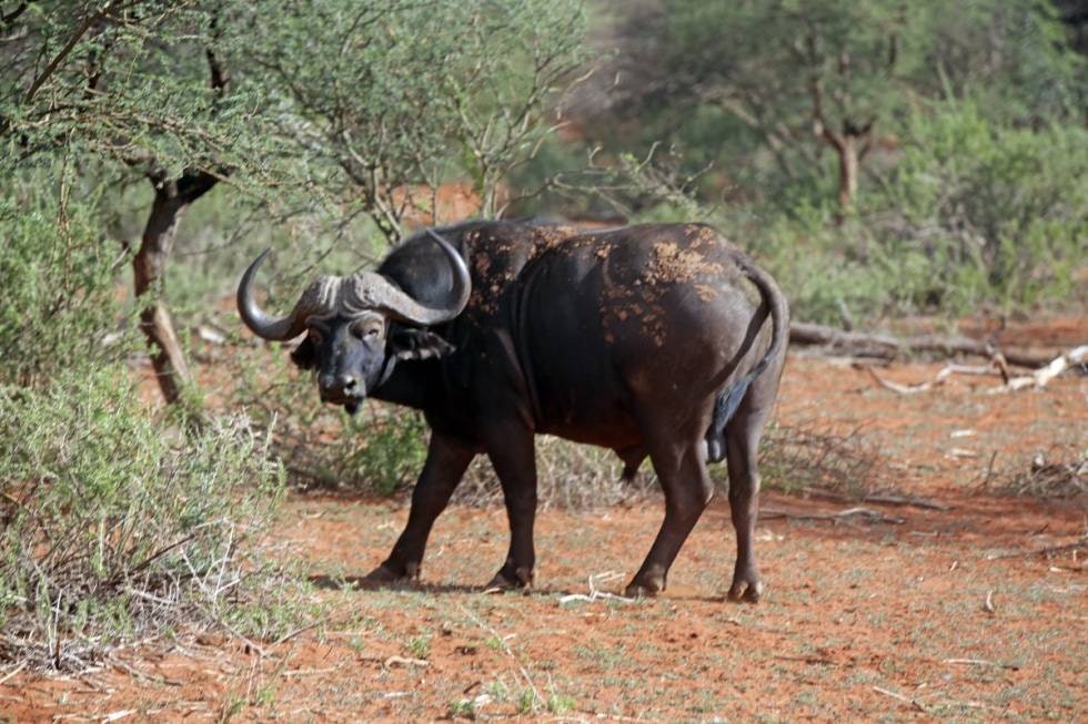 Ikke snill: Den afrikanske bøffelen, også kalt kafferbøffel, er stor, sinna og direkte livsfarlig hvis du kommer for nær. Særlig gjelder dette hvis overraskelsen er like stor for deg og den digre muskelkladden.