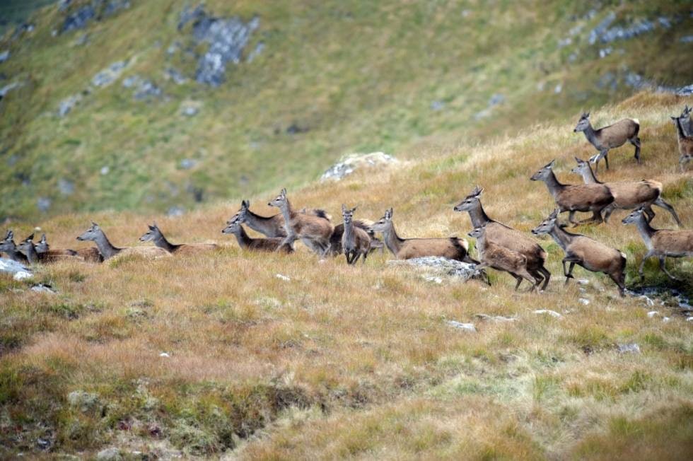 DE NAKNE VIDDERS LAND: Hjortejakta i Skottland er ikke så ulik reinsjakta, både i landskap og dyrenes flokkatferd. Men hjorten er et langt mer vaktsomt dyr.