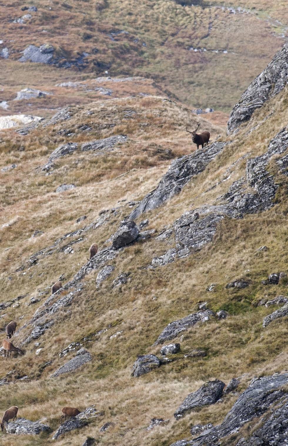 STOR OG SVART: Kongen selv står der og vokter haremet sitt. STOR OG SVART: Kongen selv står der og vokter haremet sitt.