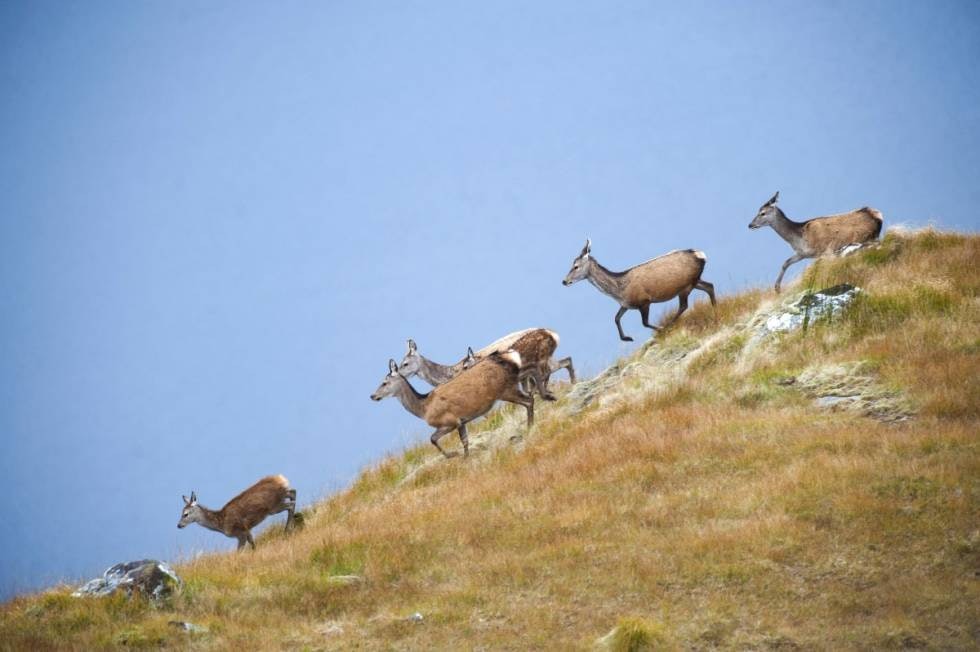 PLENTY MED DYR: Vi har løyve på "one beast" hver, men kan ikke skyte verken det første eller største. Dette er selektiv jakt på returbukker, noe som gjør jakta krevende. PLENTY MED DYR: Vi har løyve på "one beast" hver, men kan ikke skyte verken det første eller største. Dette er selektiv jakt på returbukker, noe som gjør jakta krevende.