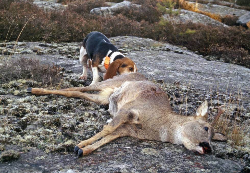 BETATT AV BEAGLE: Beagle er en gjennomgående solid og vennlig hund å ha i hus. Enkelte individer kan ha en tendens til å heller ville jage hare enn rådyr.