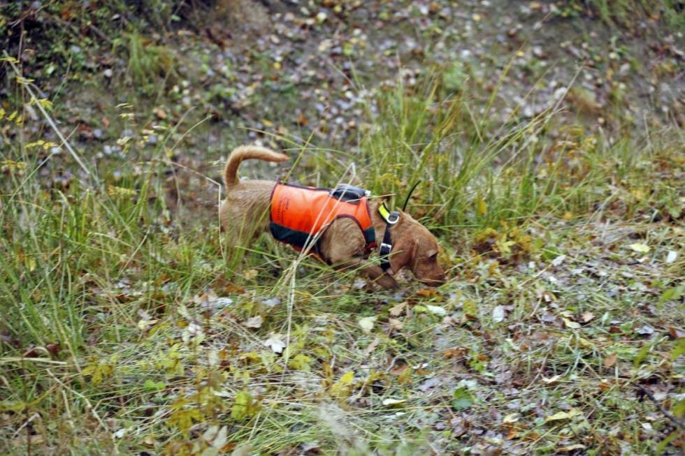 IKKE FAUVE-FENGT: Noe mindre kjent enn Basset Griffon er en brunere variant som heter Basset Fauve de Bretagne. Rasen kan de senere årene vise til gode resultater både på prøve og jakt.