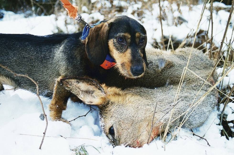 MYE JAKT I LITEN HUND: De fleste dachshundraser besitter tilstrekkelig jaktlyst, selv om den like gjerne kan jage rev og hare. I områder med tidlig vinter eller mye snø, kan imidlertid beinlengda redusere bruken en del.