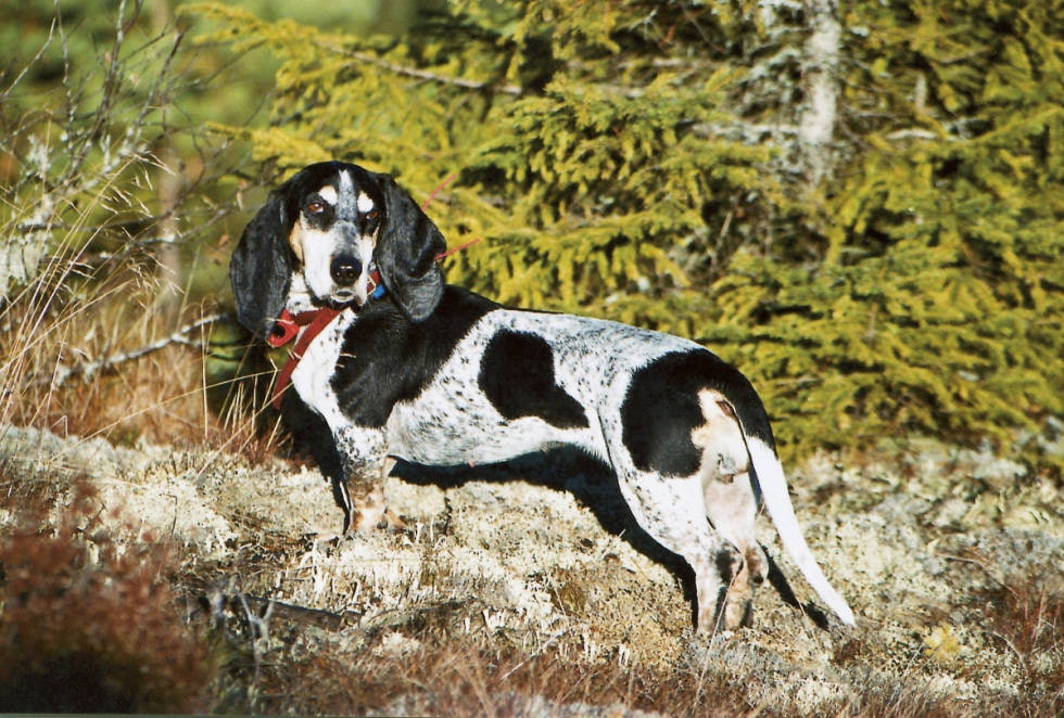 BLÅNØYE: Basset bleu de gascogne er fåtallige i Norge, men jager ofte nøye og sakte. Det gjør at rådyrene føler seg trygge og lettere turer i hjemmeområdet.