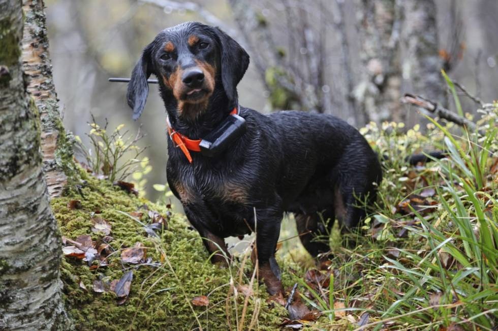 KOMBI-HUND: Alpinsk dachsbracke brukes ofte som ettersøkshund/sporhund, men er også godkjent som kortjagende rase. Den er like god på hjort som på rådyr.