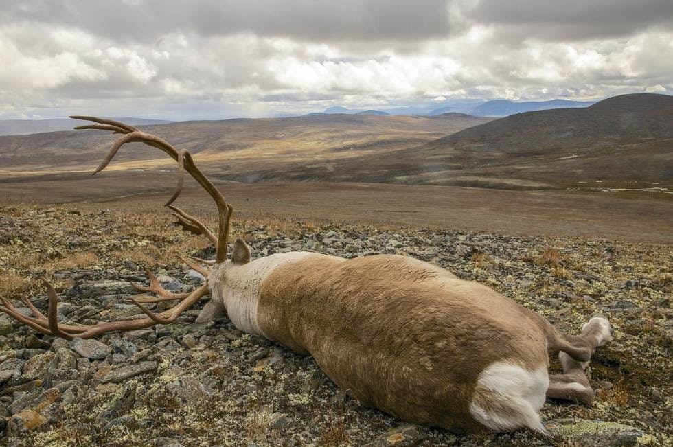 Bukkefall: Storbukken har stupt. Nede på flatene midt i bildet sees flokken som en litt mørkere stripe i det grå. Bukkefall: Storbukken har stupt. Nede på flatene midt i bildet sees flokken som en litt mørkere stripe i det grå.