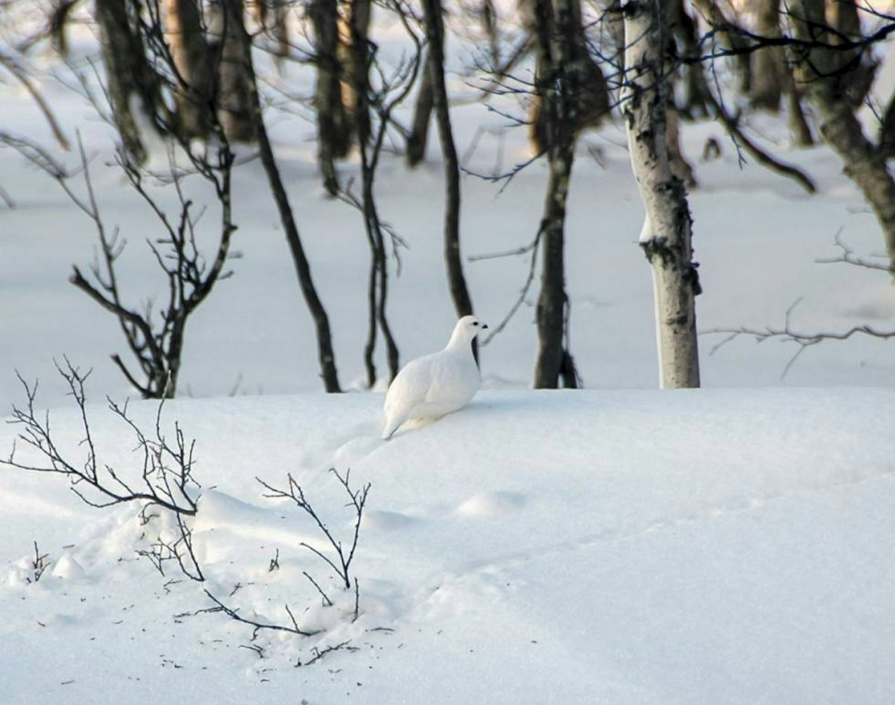 VINTERRYPE: Prøv deg på vinterjakt i år du også! (Ill. foto: Thomas Bull Enger) VINTERRYPE: Prøv deg på vinterjakt i år du også! (Ill. foto: Thomas Bull Enger)