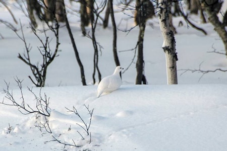 VINTERRYPE: Prøv deg på vinterjakt i år du også! (Ill. foto: Thomas Bull Enger) VINTERRYPE: Prøv deg på vinterjakt i år du også! (Ill. foto: Thomas Bull Enger)
