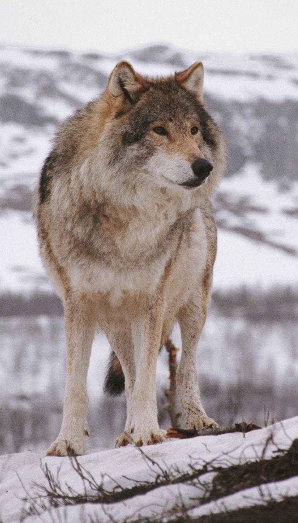 ULV: Skaper problemer for jegere i ulvesonen.