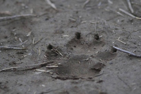 Det har vært dårlige sporingsforhold så langt under vinterens ulveregistrering i regi av Rovdata. Ulvespor i gjørme.