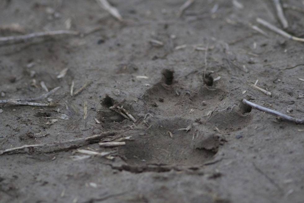 SPOR: Når man finner slike spor i jaktterrenget er det ikke hyggelig med løshundjakt.