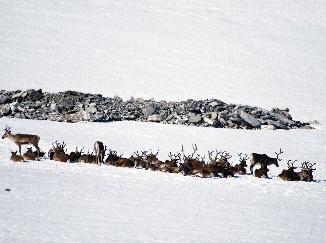 Høyfjelljakt-Villrein-4