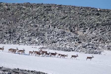 Liten villreinflokk på vei over snøflekk i snaufjellet.