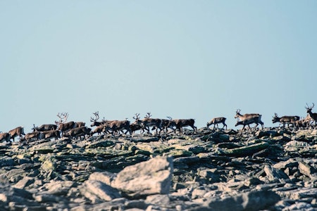 INGEN UTVIDELSE: Jakta har gått bra på Hardangervidda i høst, og det foreligger nok CWD-prøver. (Ill. foto: Nils Olav Talgøy)