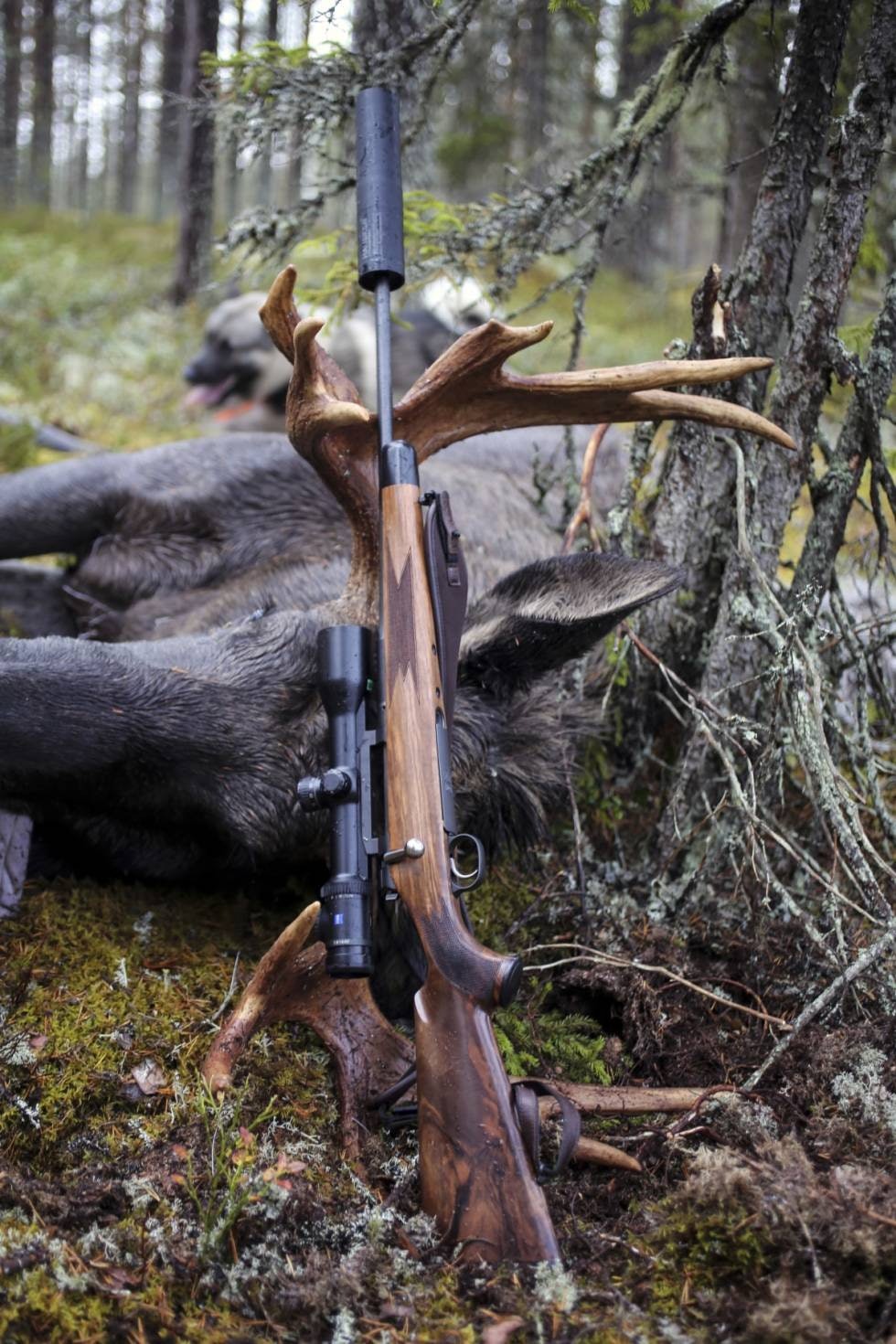 FANTASTISK RÅVARE: Våre nordiske storviltarter utgjør noe av de ypperste matressurser som kan fremskaffes. Men det betinger at jegerne vet hvordan det skal behandles, helt fra skuddet er plassertog fram til vi kan nyte bordets gleder.