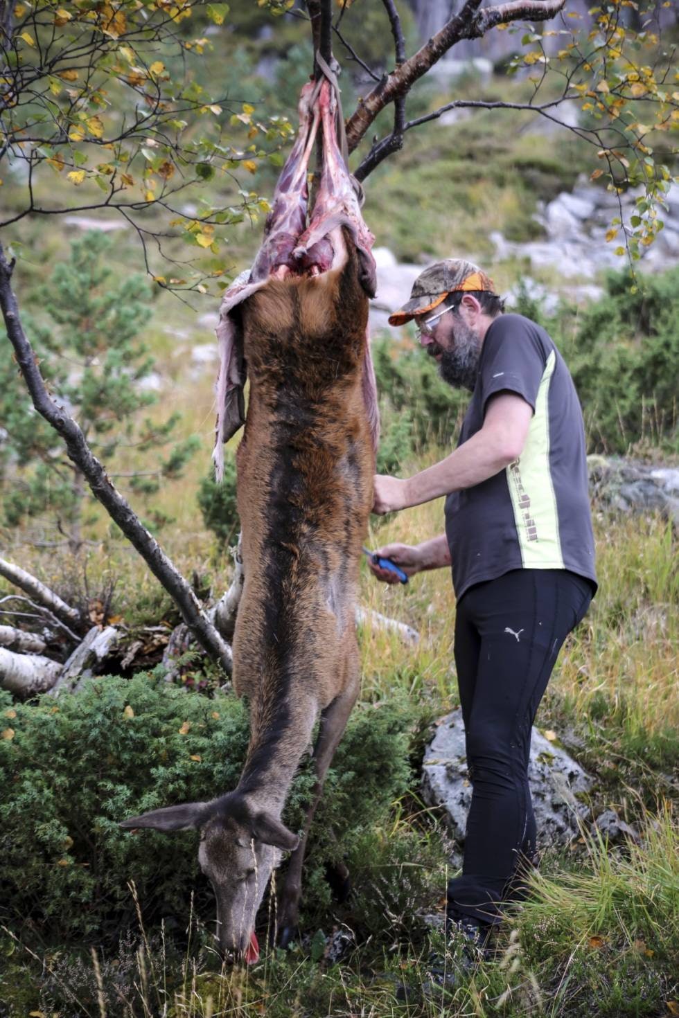 BRUNSTSMAK: Ikke skyt stor reinsbukk i brunst, dvs. etter den første uka i september. Da er det omtrent umulig å spise på grunn av brunstsmak. Alle de andre storviltartene kan trygt felles i hele jaktperioden. MEN det må gjøres riktig!