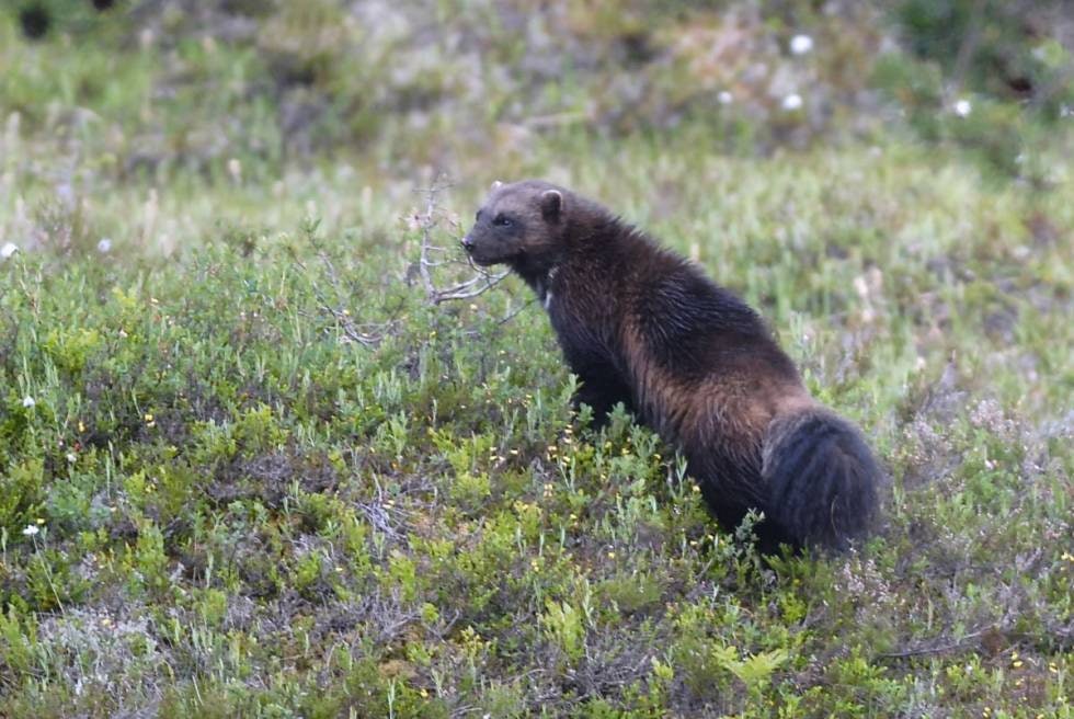 LISENSJAKT:  Noen ganger skytes jerv tilfeldig under annen jakt, men de fleste skytes på åtejakt.