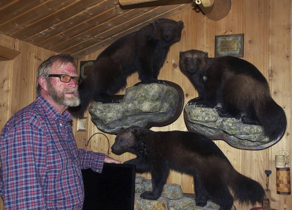 OPPDAL: Kjell Horvli med tre av sine jerver, alle skutt på åte.