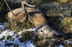 Skrantesyke (CWD): En hjort ble nylig avliva etter at den ble funnet gående ustøtt langs veien. (ill.foto) felt hjort ved einebusk