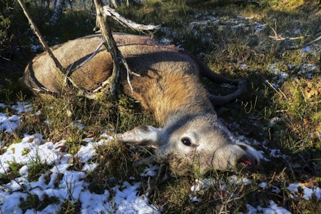 Skrantesyke (CWD): En hjort ble nylig avliva etter at den ble funnet gående ustøtt langs veien. (ill.foto) felt hjort ved einebusk