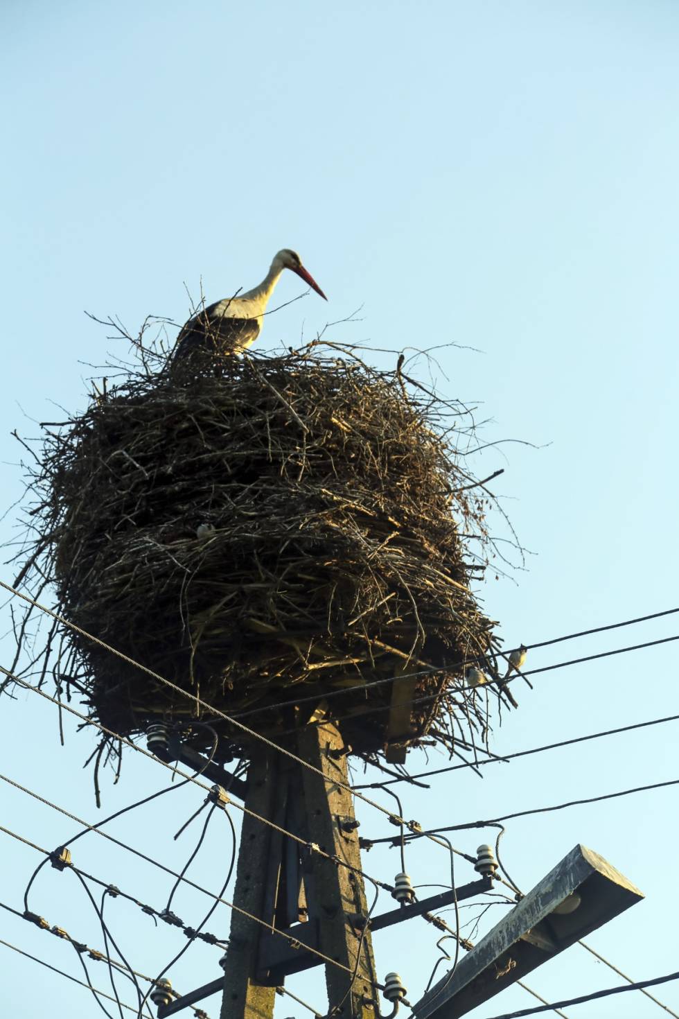 RIKT FUGLELIV: Naturopplevelsen er en stor del av jakta og det er uten tvil veldig artig å se hekkende storkepar både her og der.