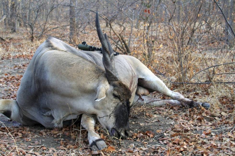ELAND-TROFE: En av mange eland-antiloper jeg har skutt på mine Afrika-reiser.