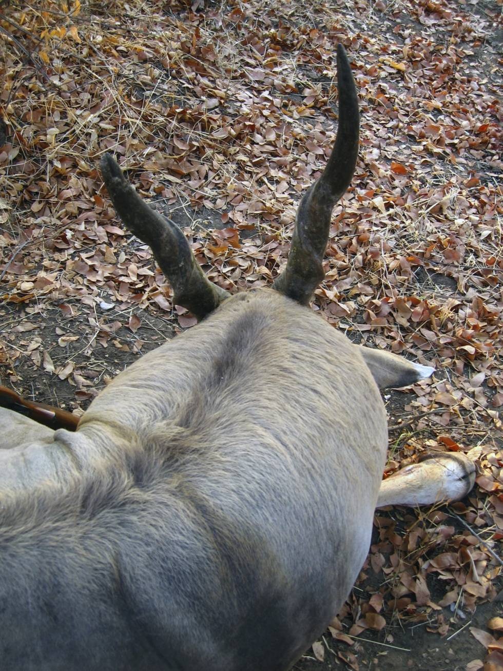 SVELLER OPP: I brunsten sveller halsen til elandoksen kraftig opp. SVELLER OPP: I brunsten sveller halsen til elandoksen kraftig opp.