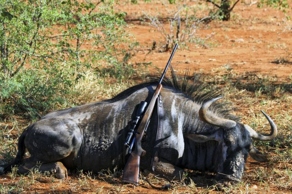 POPULÆR I AFRIKA: Wildebeest skutt med 300 WM.