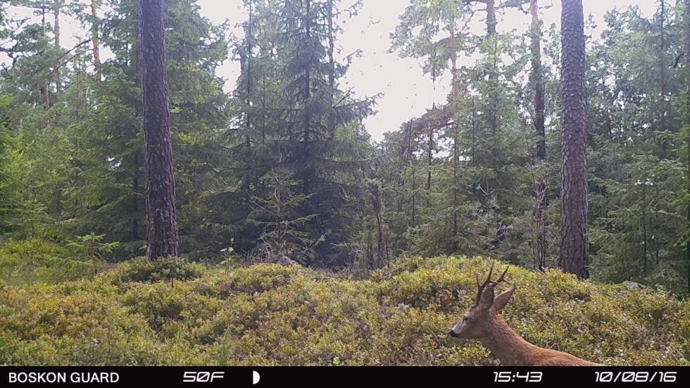 VILTKAMERA: Her er bukken fotografert noen timer før den ble felt.