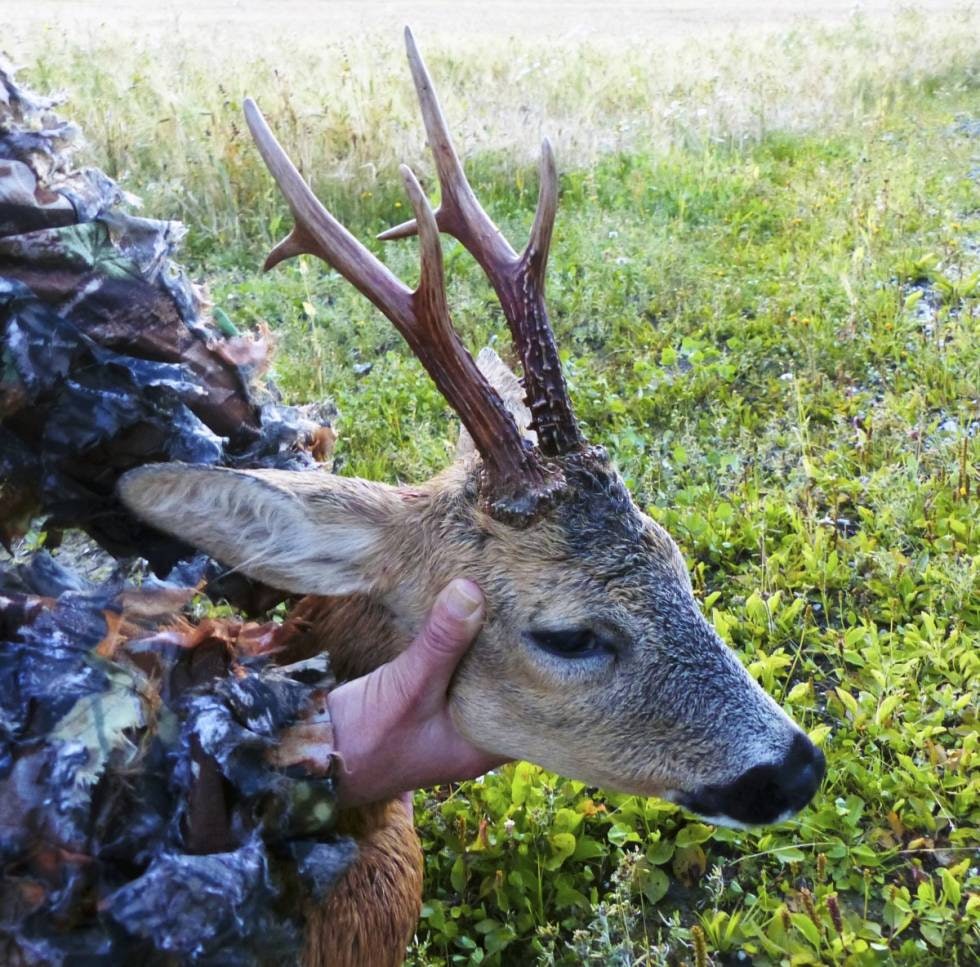 SYMMETRISK: Her har utvikling og gener jobet bra sammen. SYMMETRISK: Her har utvikling og gener jobet bra sammen.