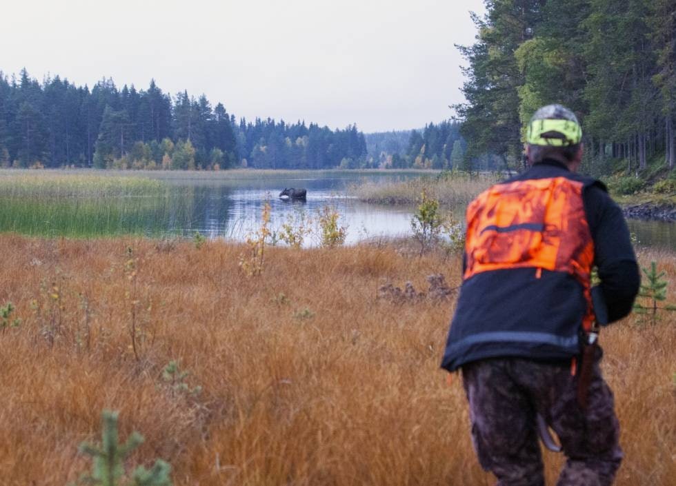 VANNKUA: Kua tok seg god tid ute i tjernet, noe som ga Urabn anledning til å få inn et godt skudd før kua raste avgårde så vannspruten sto. VANNKUA: Kua tok seg god tid ute i tjernet, noe som ga Urabn anledning til å få inn et godt skudd før kua raste avgårde så vannspruten sto.