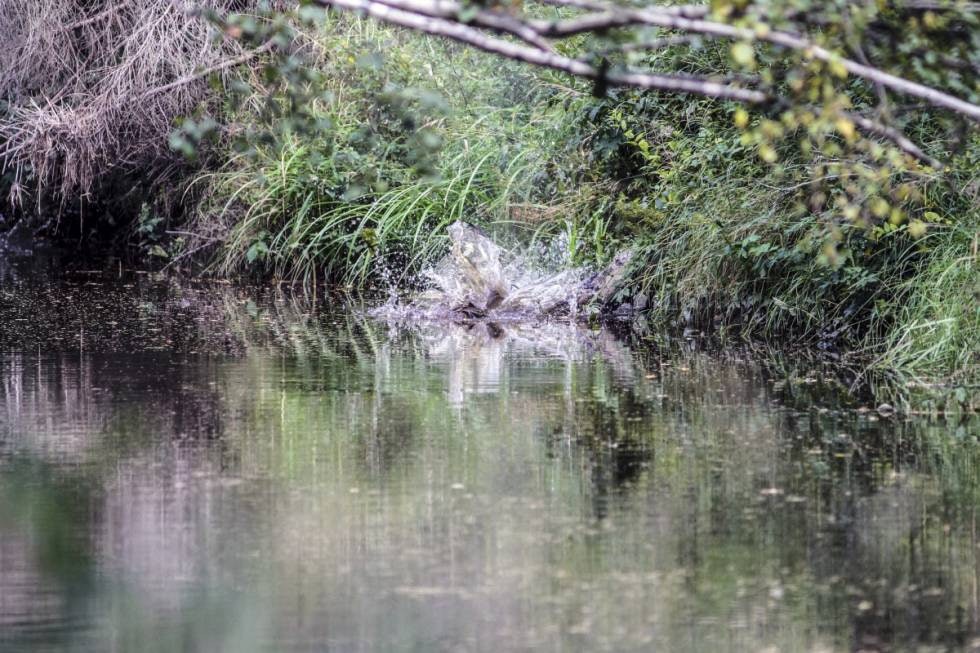 TREFF: Riflekula treffer anda så vannet spruter! TREFF: Riflekula treffer anda så vannet spruter!