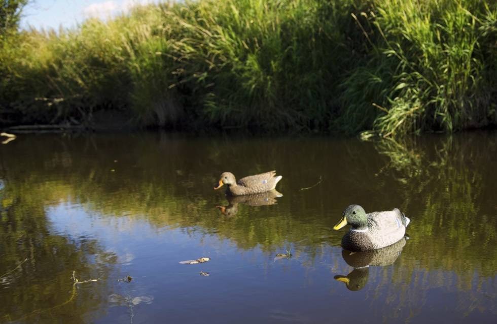 LOKK: Lokkeendene ble lagt ut for å lure endene til å tro at elva var trygg. LOKK: Lokkeendene ble lagt ut for å lure endene til å tro at elva var trygg.