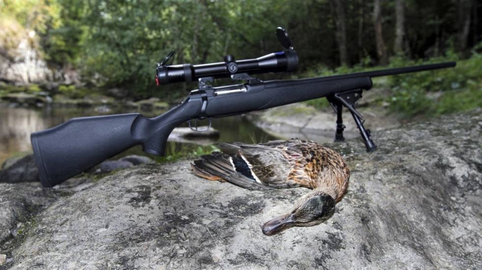 RIFLE: Sauer 202 i kaliber .222 Remington gjorde jobben. Syntetisk stokk er også fint når man jakter i nærheten av vann. RIFLE: Sauer 202 i kaliber .222 Remington gjorde jobben. Syntetisk stokk er også fint når man jakter i nærheten av vann.