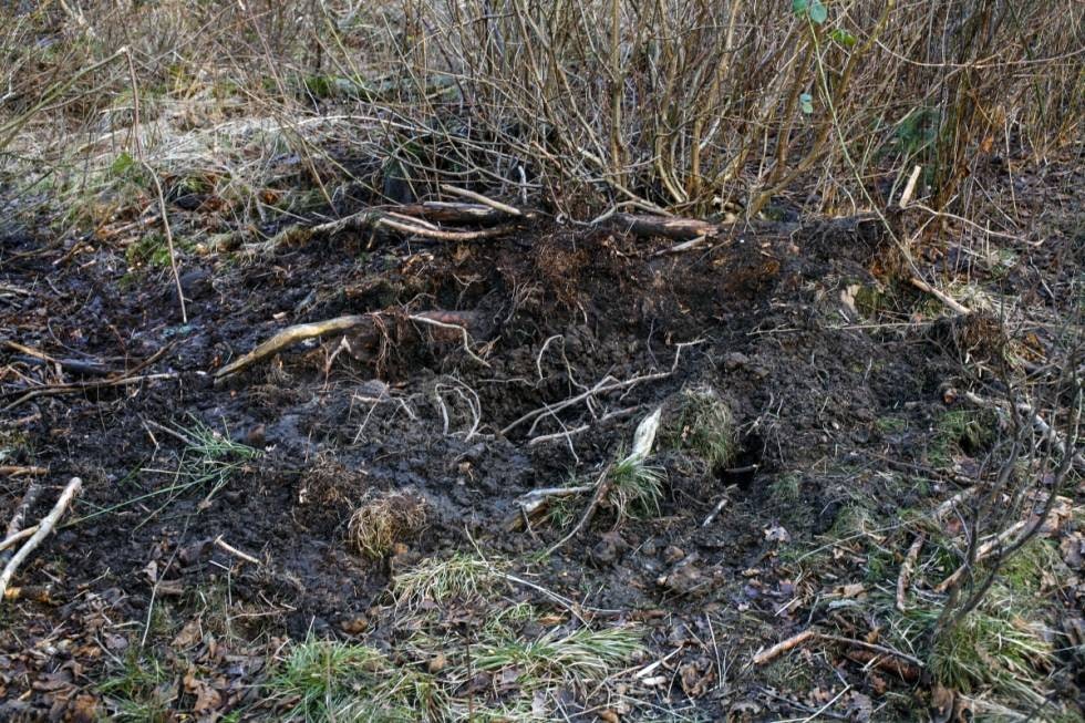 ALLE KATTER GRÅ: I dårlig lys kan det være vanskelig å se forskjellen på råner og sugger, men ofte har suggene flere mindre unger på slep. Er du i tvil, så ikke skyt den største!