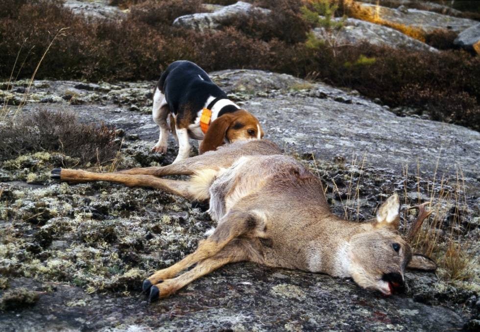 ENHJØRNING: Denne fine bukken hadde felt det ene geviret, men ga likevel en fin jakt og anledning til å trene et fiktivt ettersøk med dreveren Tussi.