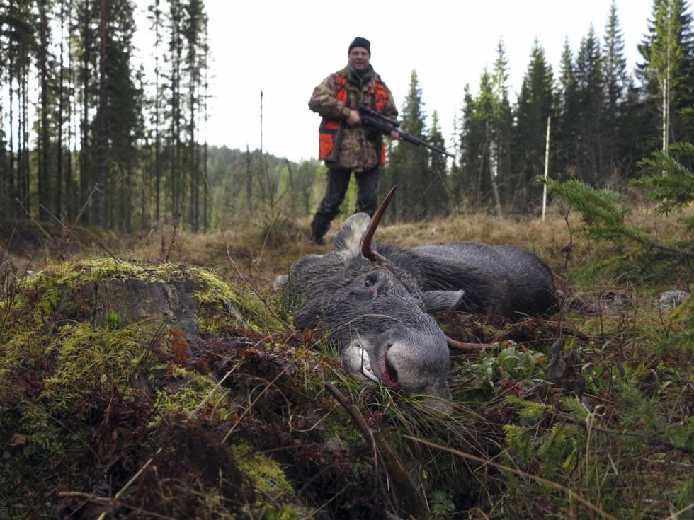 Jeger i skogen med epiggokse skutt med grovkaliber