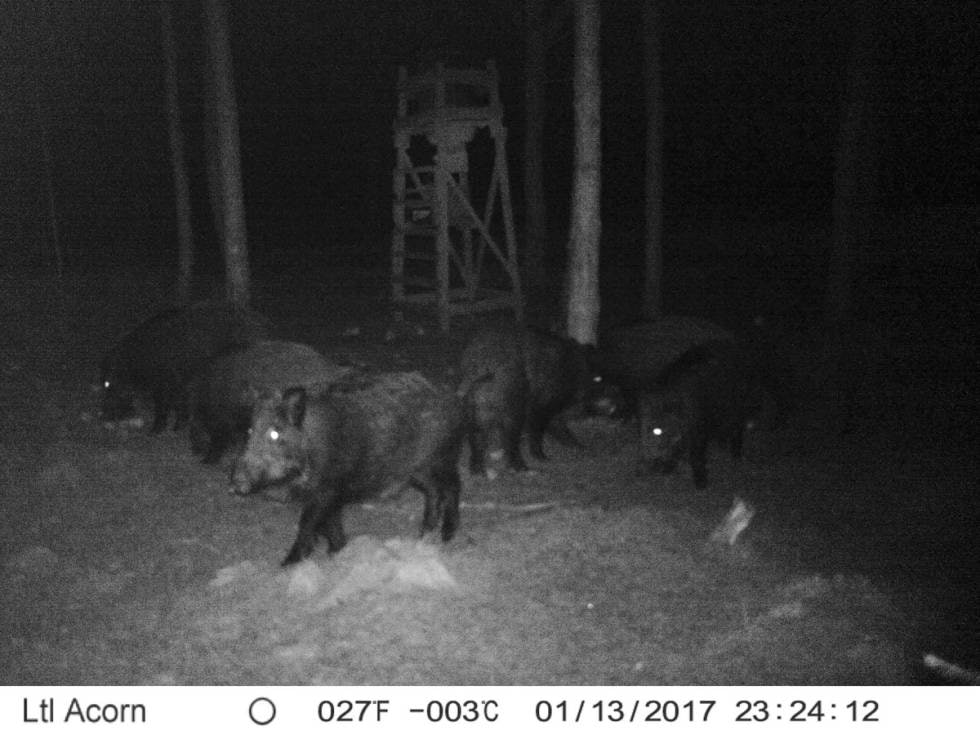 VILTKAMERA: Her er gruppa på seks villsvin fotografert i ro og mak, før Obelix kom på besøk.