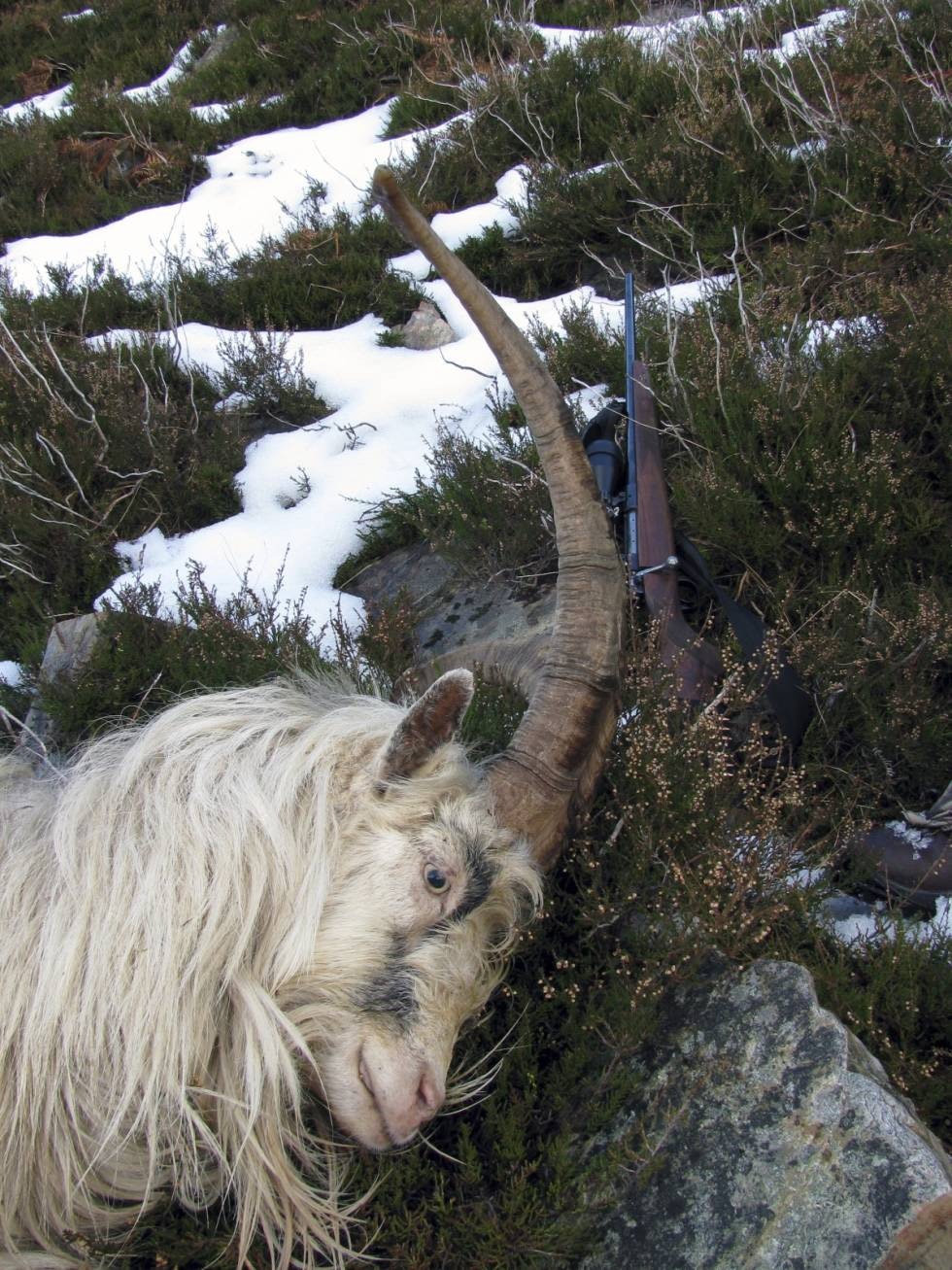 INNTAKT: Til tross for en luftseilas av en annen verden, «overlevde» horna. INNTAKT: Til tross for en luftseilas av en annen verden, «overlevde» horna.
