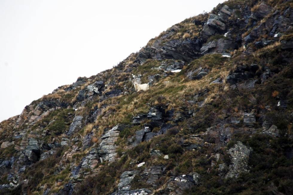 FULLTREFFER: I kuletreffen gjør denne geita et kjempebyks rett ut i lufta og lander om lag 100 meter nede i steinura.