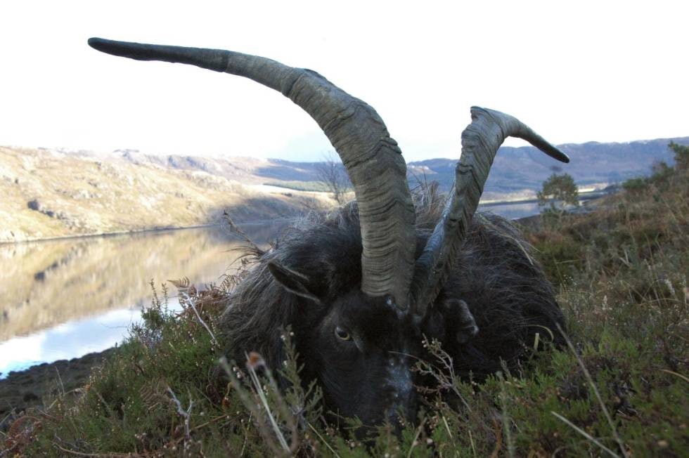 SVARTE DJEVLER: Skotske villgeiter er svartraggete og med stirrende, gjennomtrengende øyne som styggen sjøl. Og ikke nok med det, de lukter som bare fy i tillegg! SVARTE DJEVLER: Skotske villgeiter er svartraggete og med stirrende, gjennomtrengende øyne som styggen sjøl. Og ikke nok med det, de lukter som bare fy i tillegg!