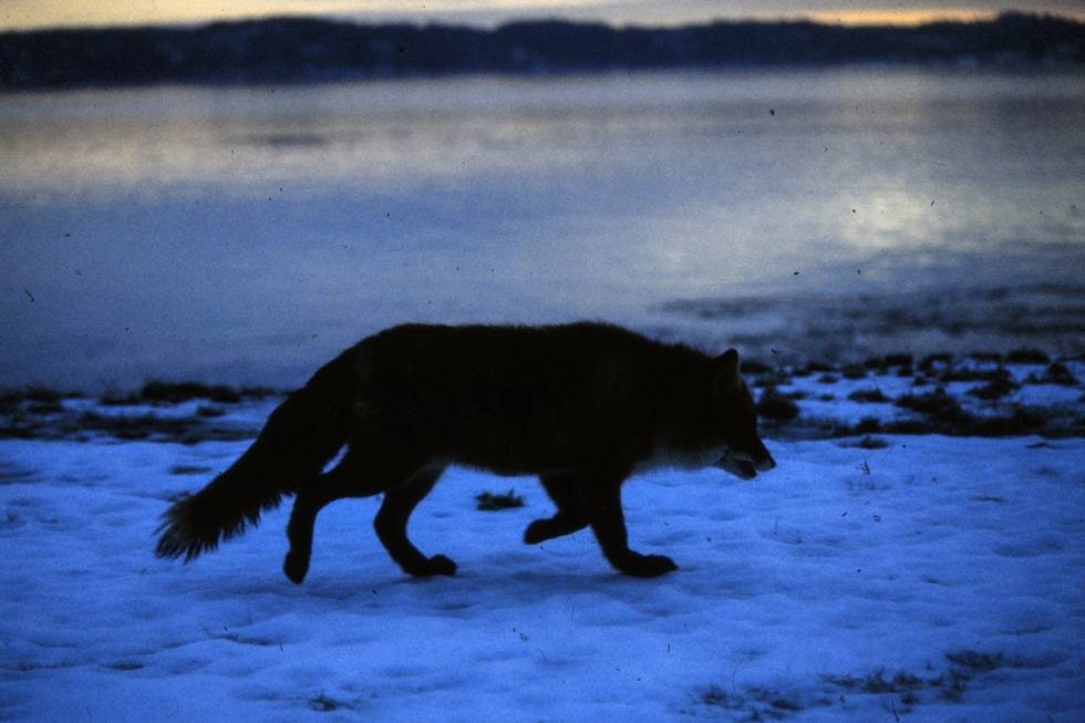 FERSKE SPOR: Reven bruker ofte vante reksler i områder der den føler seg trygg og vanligvis finner noe å spise. FERSKE SPOR: Reven bruker ofte vante reksler i områder der den føler seg trygg og vanligvis finner noe å spise.