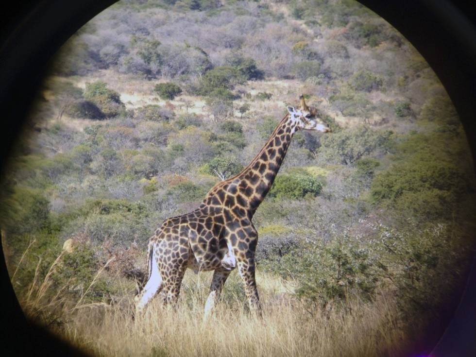 AFRICAN DELIGHT: Litt av hva Afrika har å by på av dyreliv.