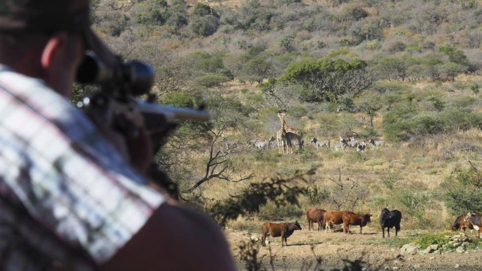 VELG OG VRAK: Sett bort ifra kveget i forkant, er her det fritt fram for viltet foran riflepipa til Steinar. Foto: Thomas Pettersen VELG OG VRAK: Sett bort ifra kveget i forkant, er her det fritt fram for viltet foran riflepipa til Steinar. Foto: Thomas Pettersen