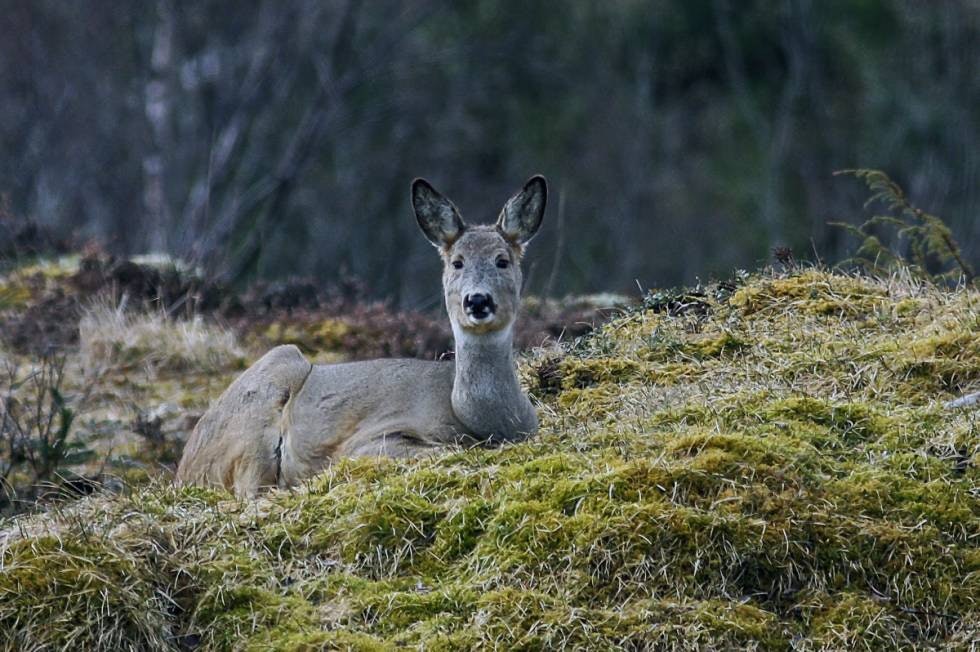 DAGLEIE: Rådyrene velger seg gjerne et dagleie med litt utsikt. DAGLEIE: Rådyrene velger seg gjerne et dagleie med litt utsikt.
