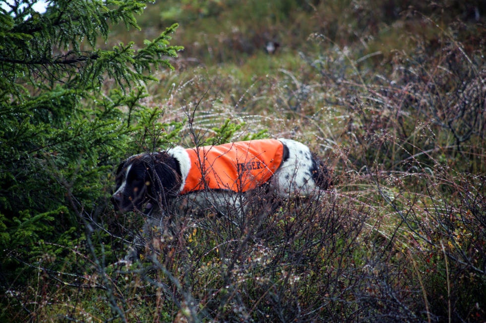 GAMMEL OG ERFAREN: Det kan ofte være fornuftig å la en unghund ga sammen med en voksen, erfaren hund som tar stand.