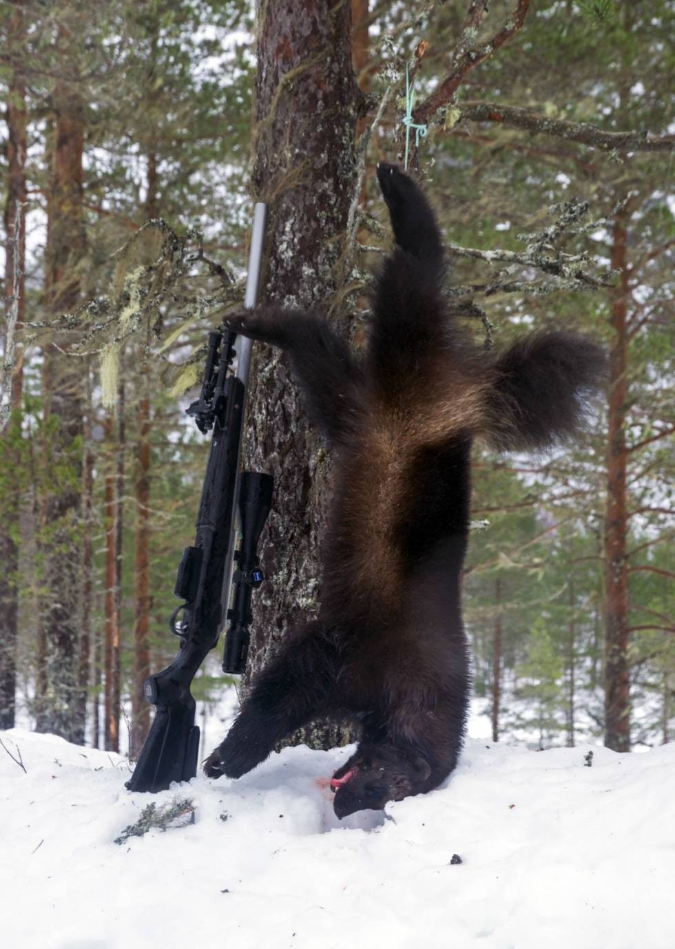 JERV NR. 2: Noen få netter senere feller jegeren en jerv til, dette er Stig Ares fjerde jerv! En tispe på 9,9 kilo. JERV NR. 2: Noen få netter senere feller jegeren en jerv til, dette er Stig Ares fjerde jerv! En tispe på 9,9 kilo.