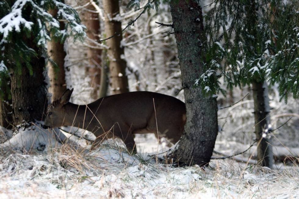 STORSKOG: Ofte søker dyrene inn i storskog når det blåser og snør som verst. Her en opplagt skuddsjanse, men er det geit eller bukk? STORSKOG: Ofte søker dyrene inn i storskog når det blåser og snør som verst. Her en opplagt skuddsjanse, men er det geit eller bukk?