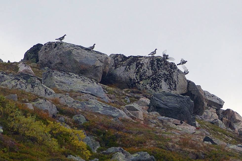 FJELLRYPE: En liten flokk kommer langs fjellsida og setter seg. FJELLRYPE: En liten flokk kommer langs fjellsida og setter seg.